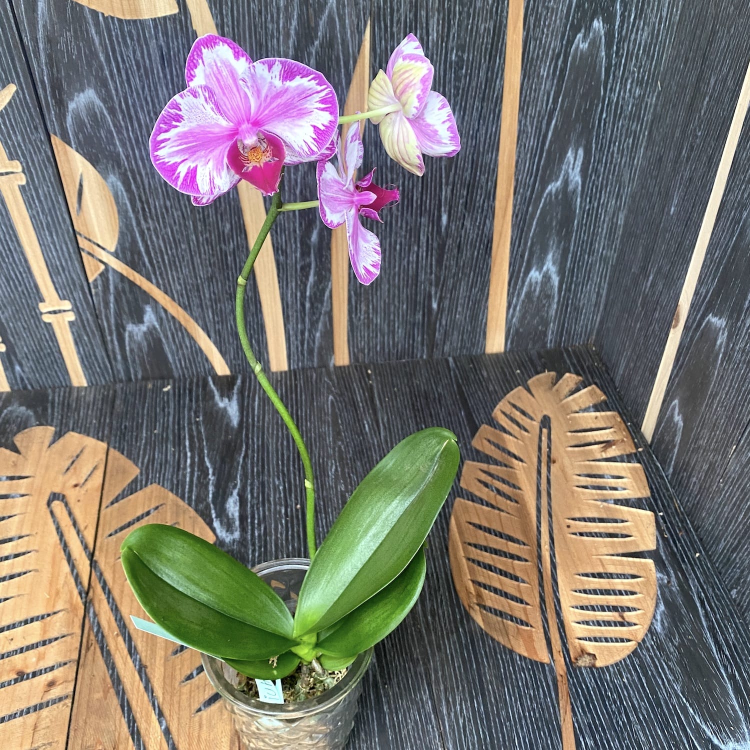 Phalaenopsis Jiuhbao Red Rose