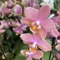 Phalaenopsis Scented Salmon - flori parfumate