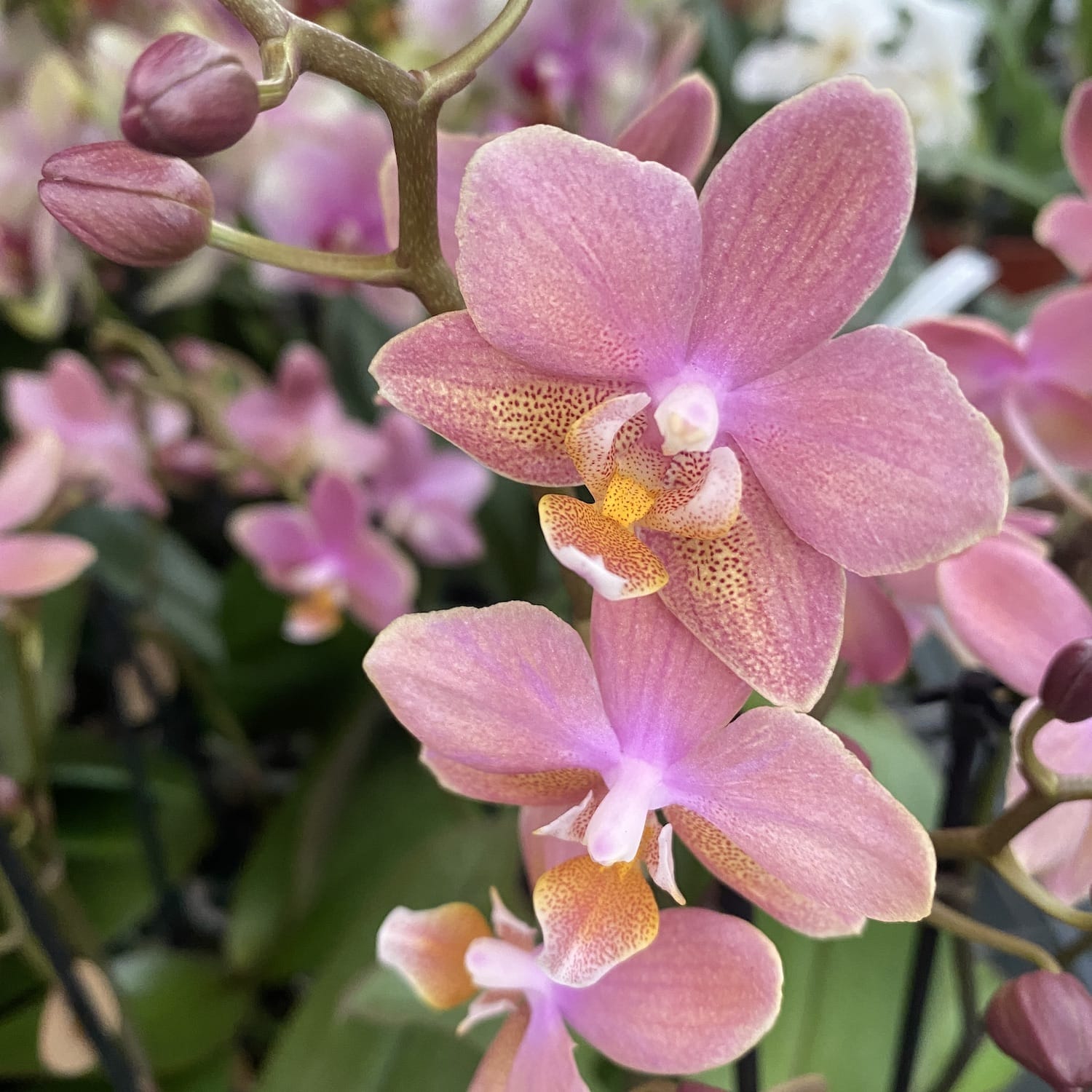 Phalaenopsis Scented Salmon - flori parfumate