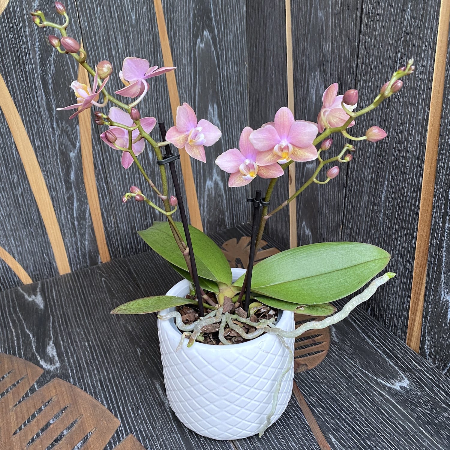Phalaenopsis Scented Salmon - flori parfumate