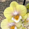 Phalaenopsis Younghome Walle '05103'