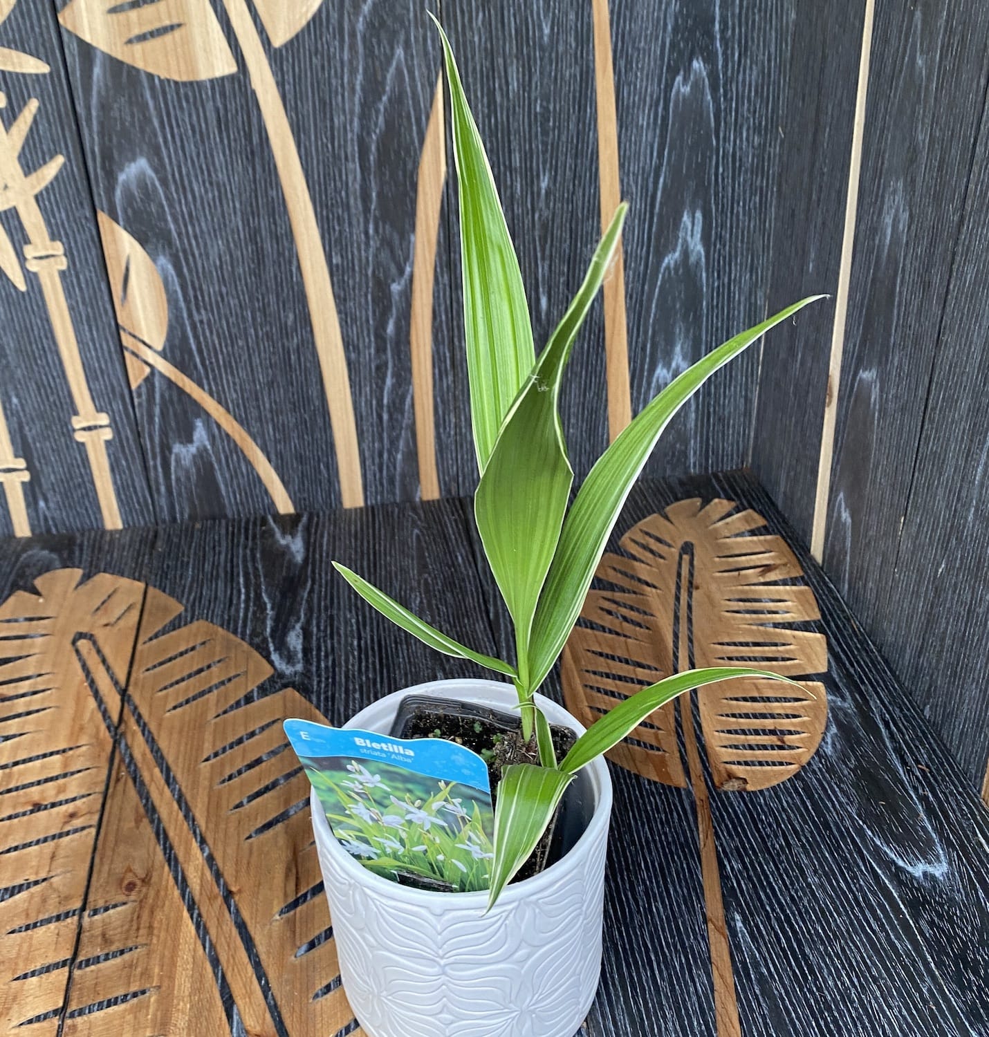 Bletilla striata 'Alba' (frunze variegate!) - Orhidee de gradina