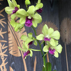 Orchidea verde Dendrobium Phalaenopsis Anna Green