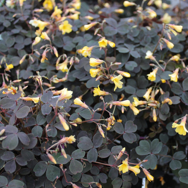 Oxalis volcanicola 'Rosea' (yellow flowers)