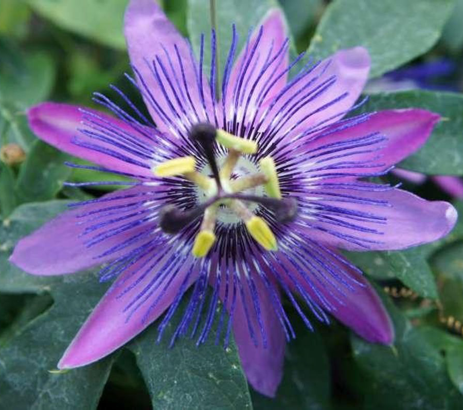 Passiflora 'Lavender Lady' (Passiflora 'Amethyst') - το λουλούδι του πάθους