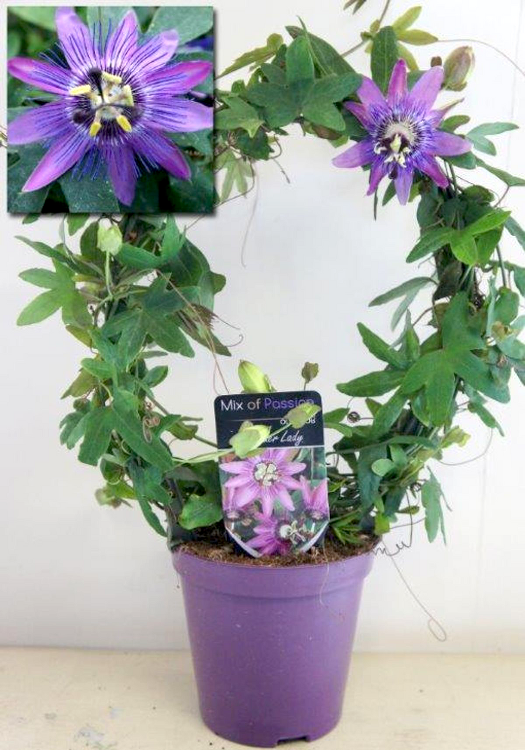 Passiflora 'Lavender Lady' (Passiflora 'Amethyst') - το λουλούδι του πάθους