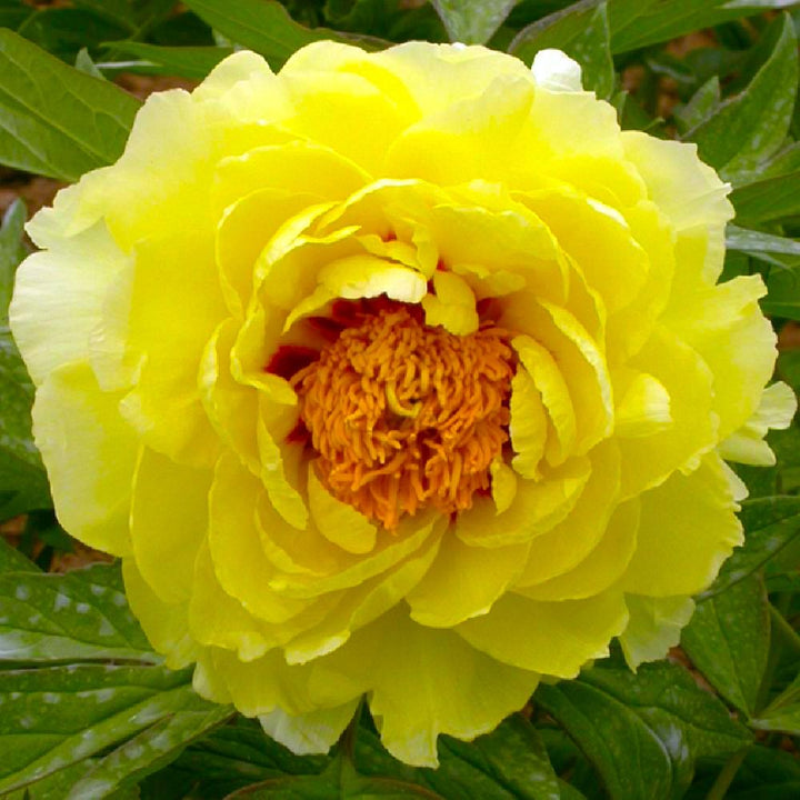 Paeonia suffruticosa 'Hai Huang'