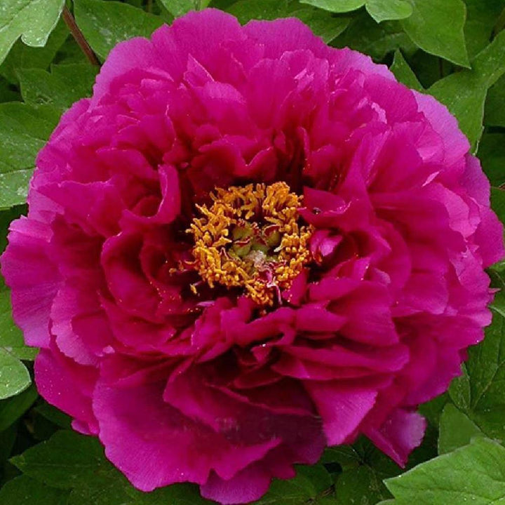 Paeonia suffruticosa 'Mo Run Jue Lun'