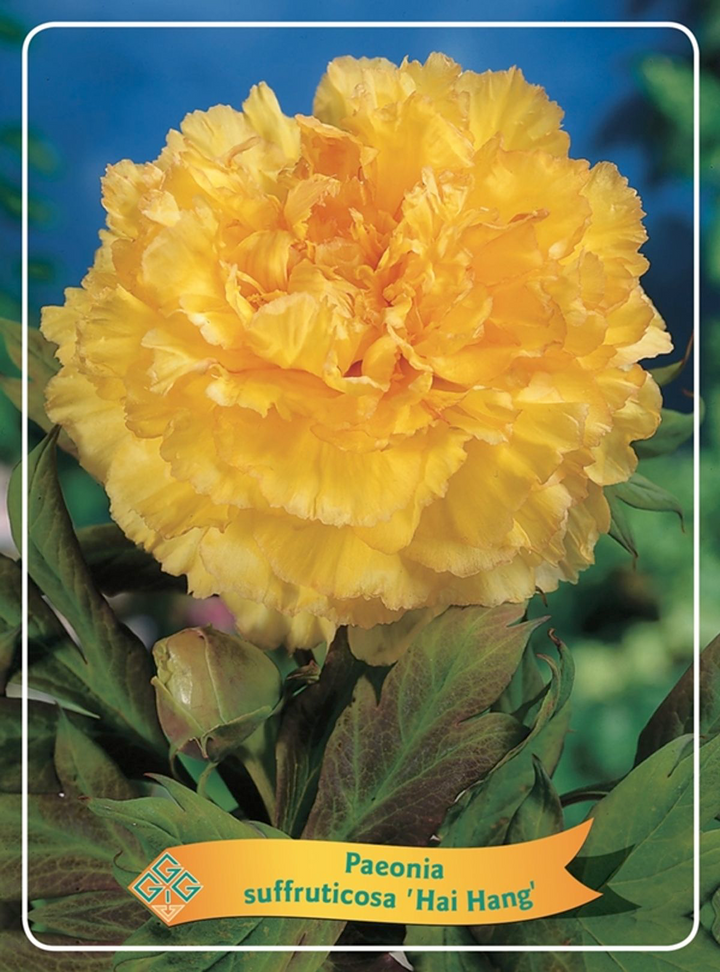 Paeonia suffruticosa 'Hai Huang'