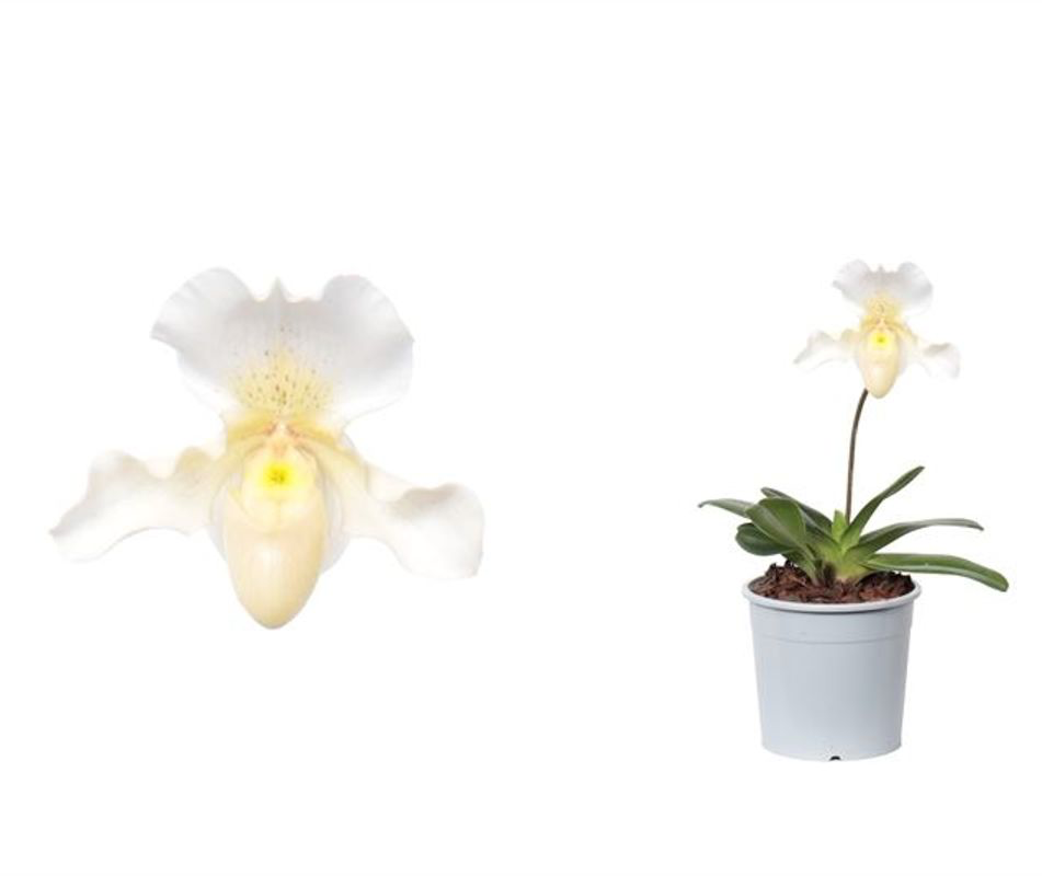 Paphiopedilum Rosy Dawn (Papucul lui Venus)