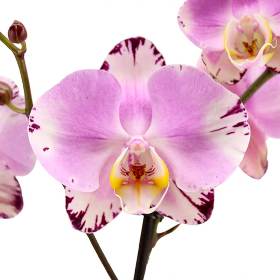 Phalaenopsis Art Nouveau – Floraria Secret Garden (SG)