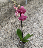Phalaenopsis Happy Carol