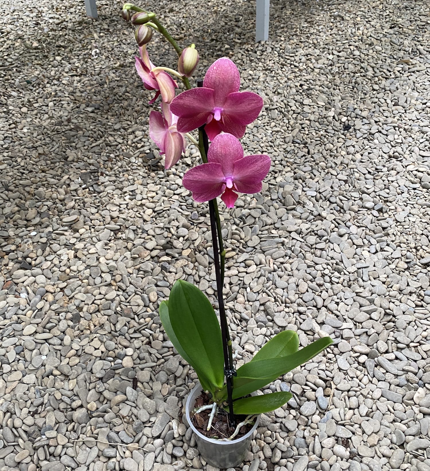 Phalaenopsis Happy Carol