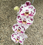 Phalaenopsis Ivory Pearl