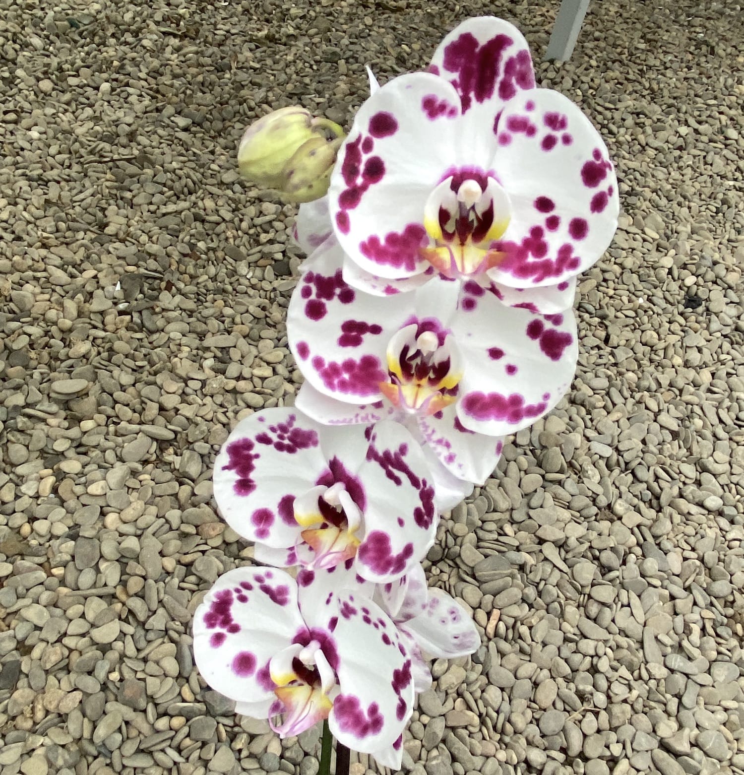 Phalaenopsis Elfenbeinperle