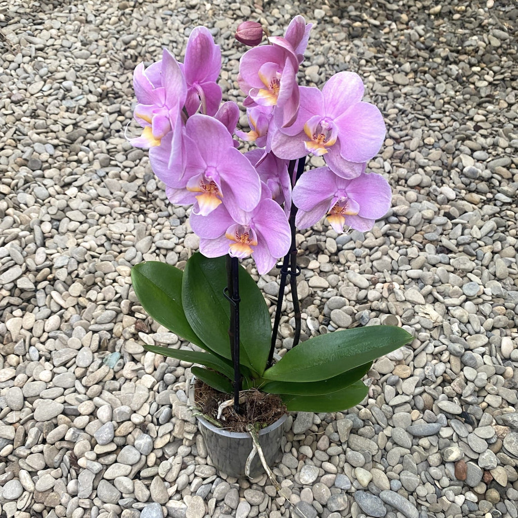 Phalaenopsis Újdelhi