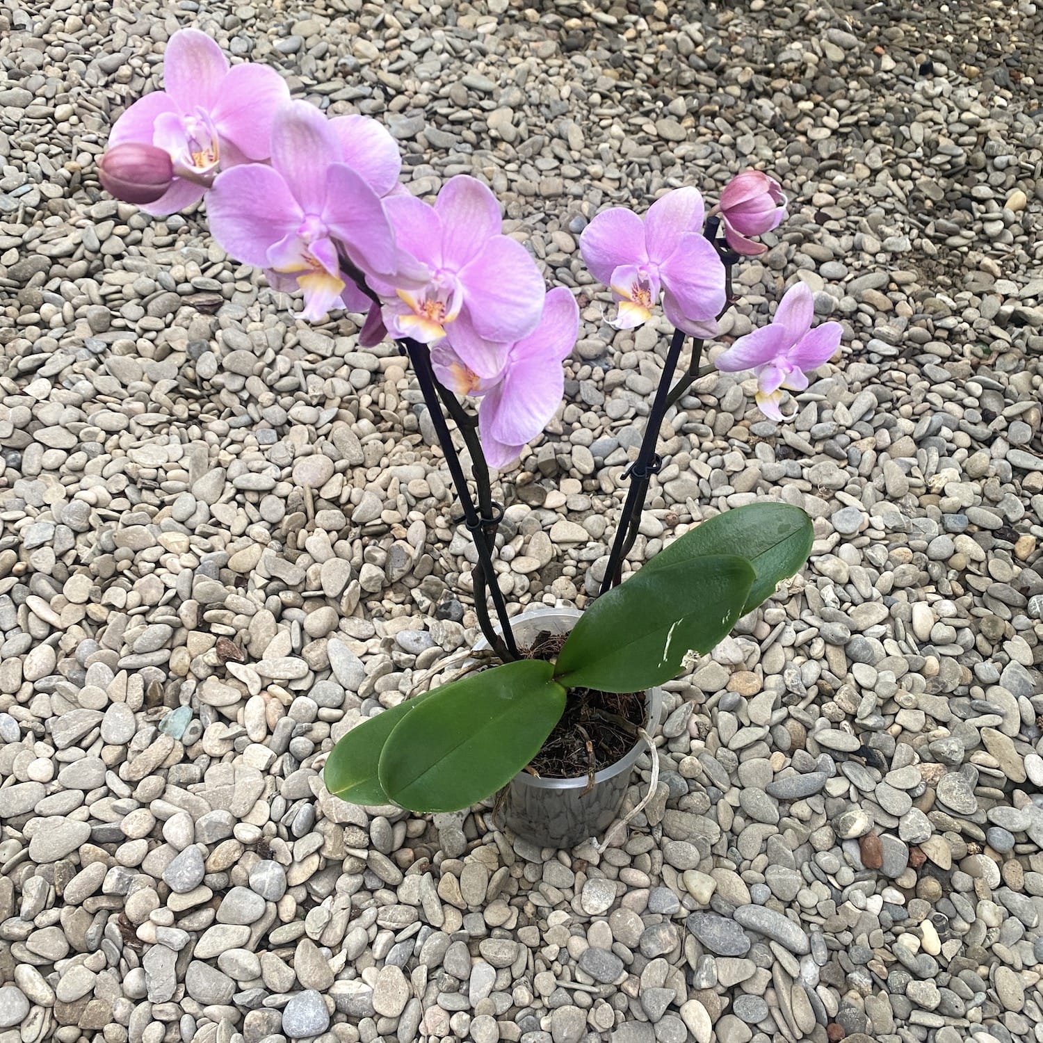 Phalaenopsis New Delhi