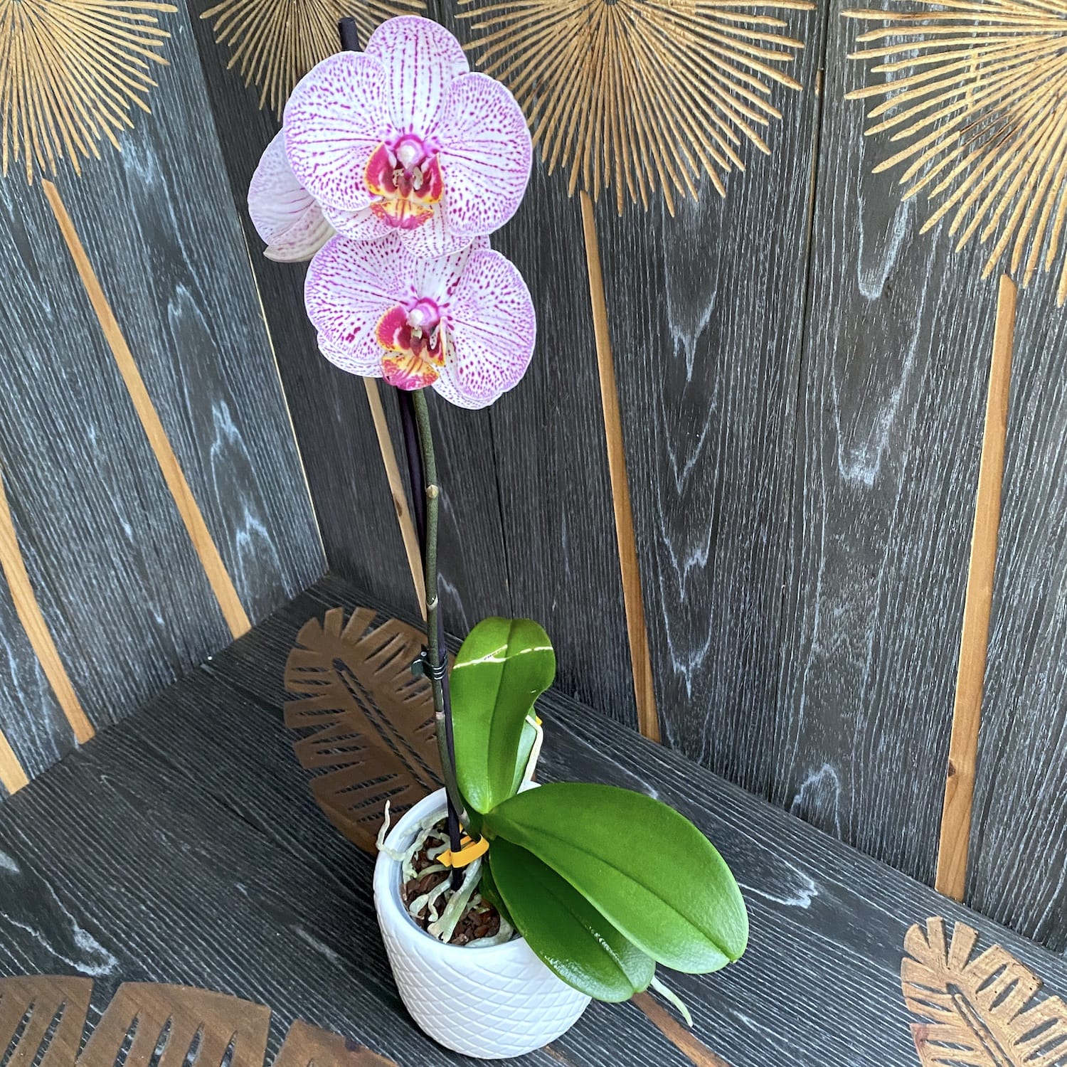 Phalaenopsis 'Dominika'