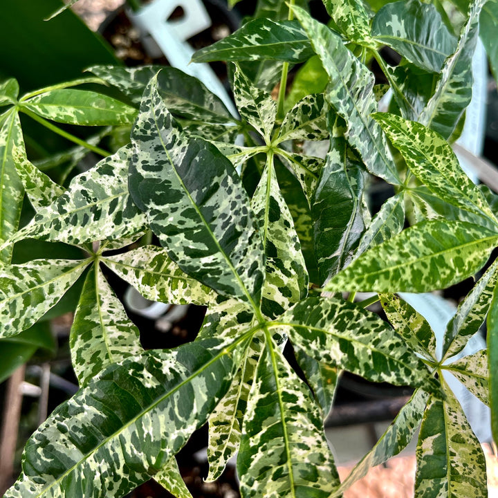 Pachira glabra 'Milky Way' (Pachira Variegata)