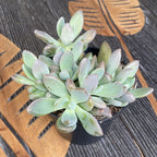 Pachyphytum compactum (Malý drahokam)