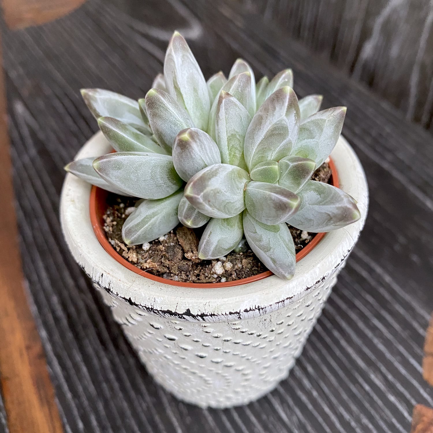 Pachyphytum compactum