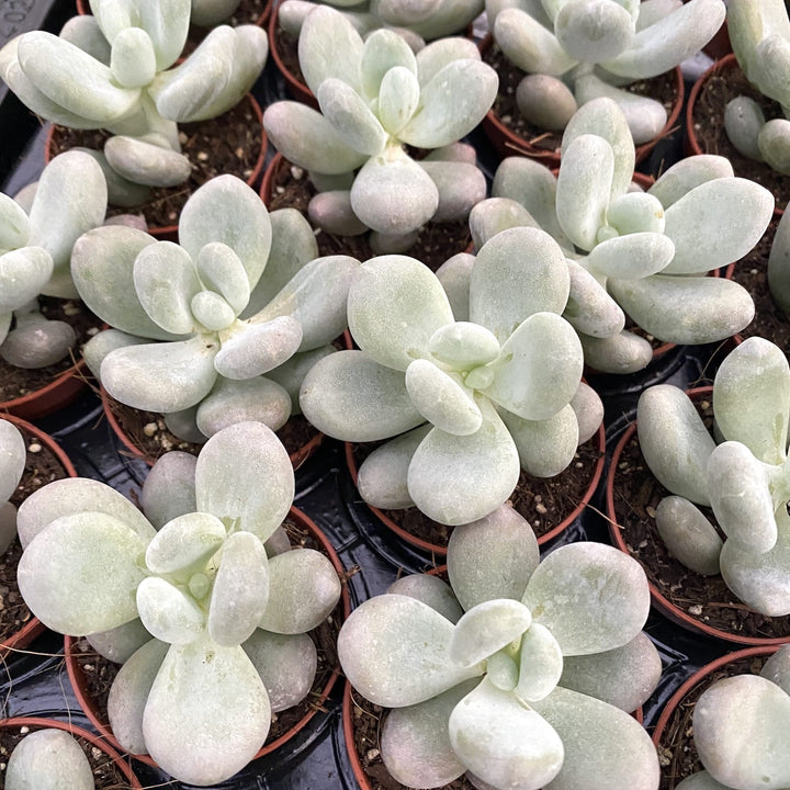 Pachyphytum oviferum (Moonstones)