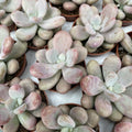 Pachyphytum oviferum pink (Moonstones)