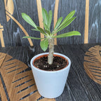 Pachypodium Densiflorum