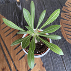 Pachypodium Densiflorum