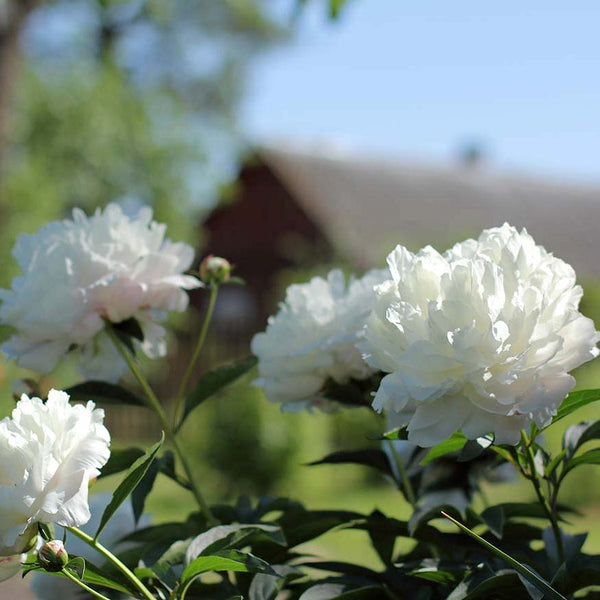Paeonia suffruticosa 'Xue Ta' - white shrub peony with double flower