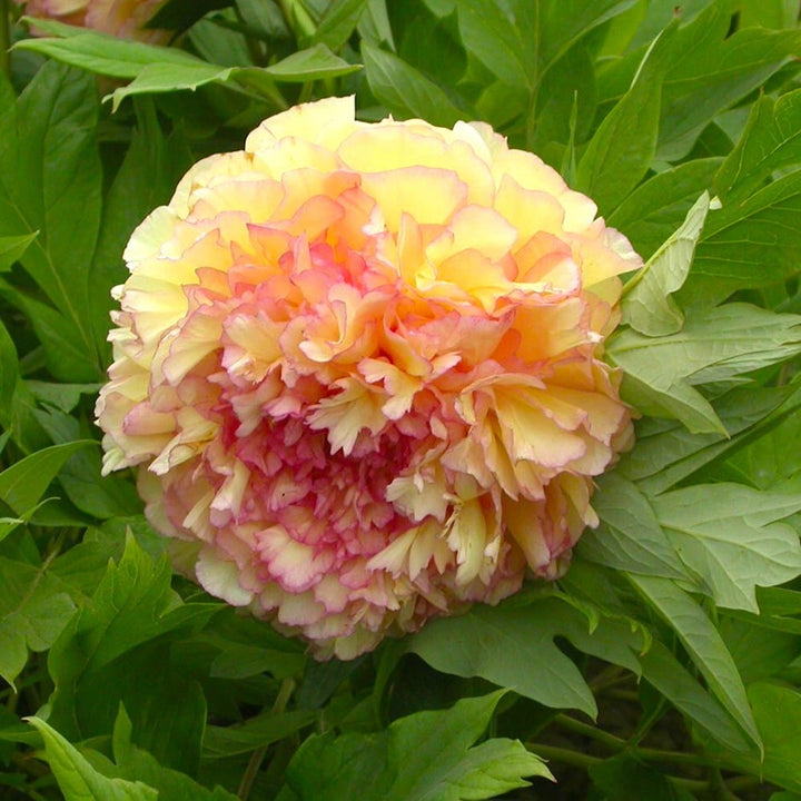 Paeonia suffruticosa 'Jin GE'