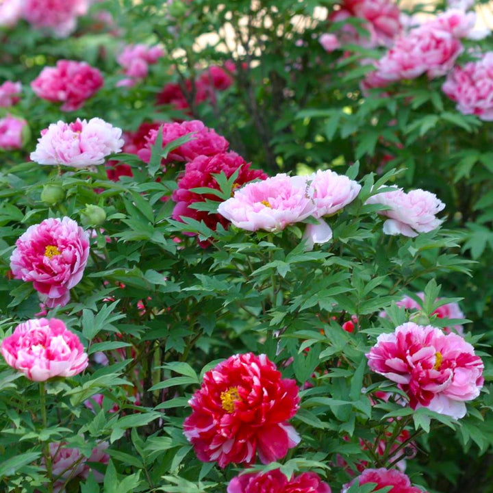 Paeonia suffruticosa 'Shima Nishiki'