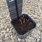 Voňavé ružové záhradné pivónie - Paeonia Lactiflora Dr. Alexander Fleming