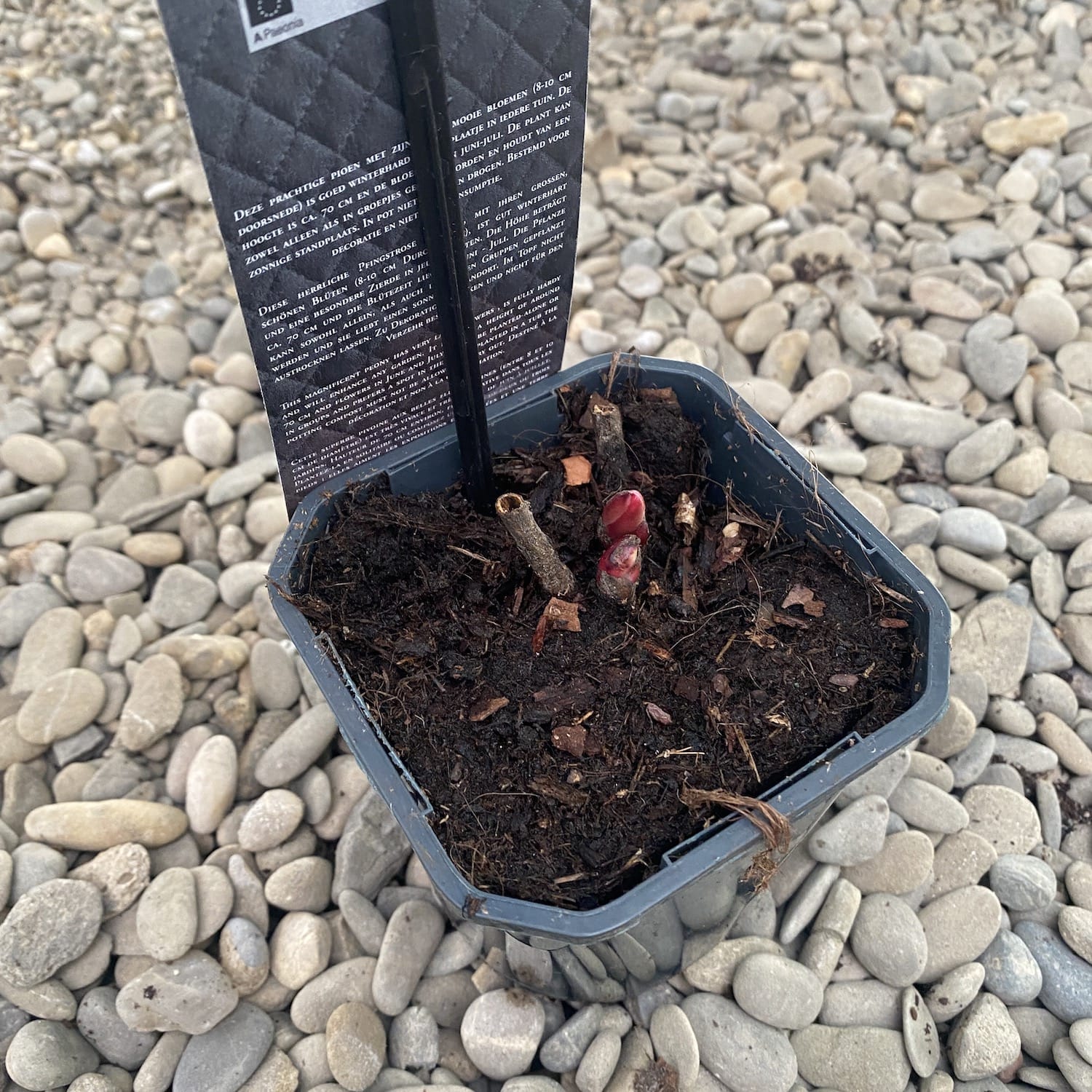 Bujori de gradina roz parfumati - Paeonia Lactiflora Dr. Alexander Fleming