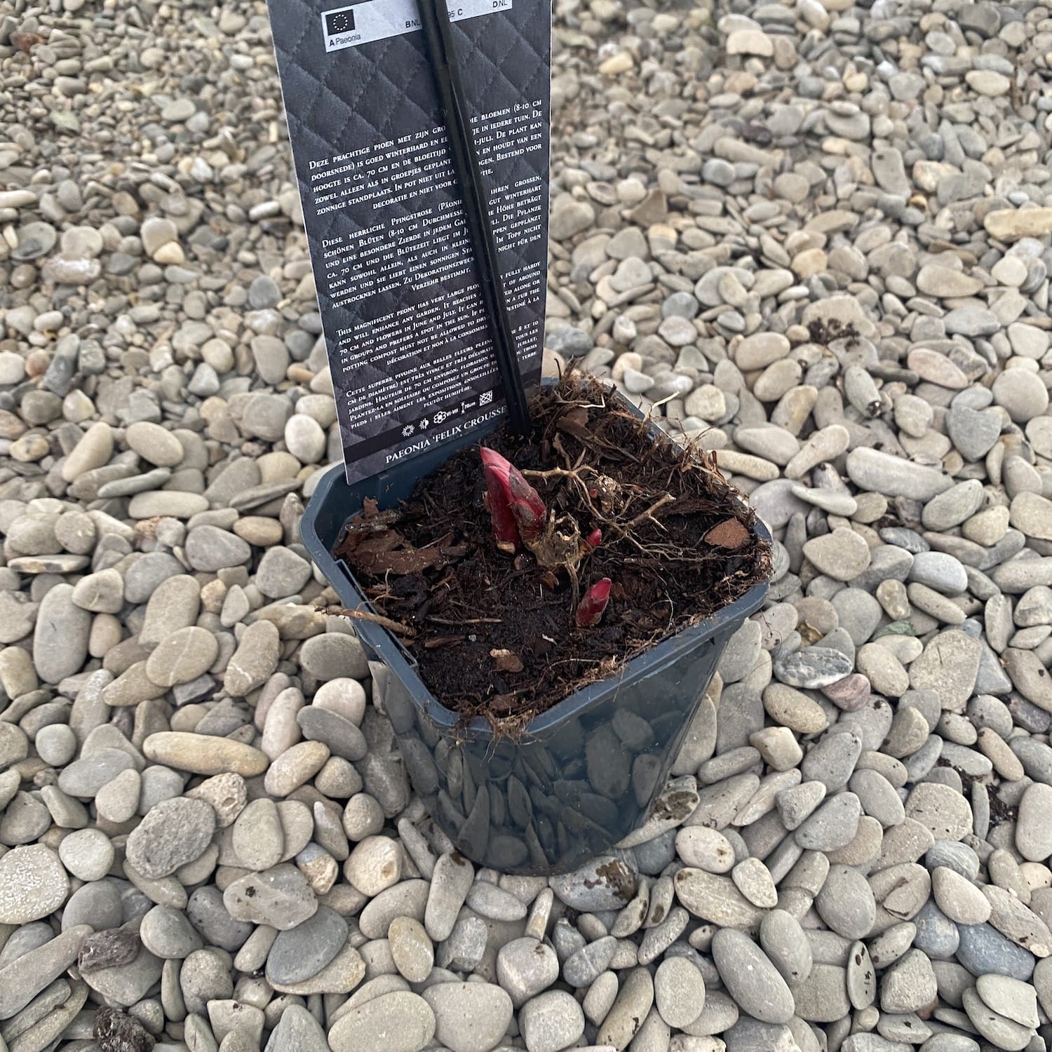 Bujori de gradina parfumati - Paeonia lactiflora 'Felix Crousse'