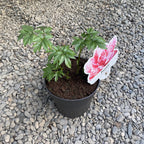 Duftende Gartenpfingstrosen - Paeonia Lactiflora 'Paula Fay'