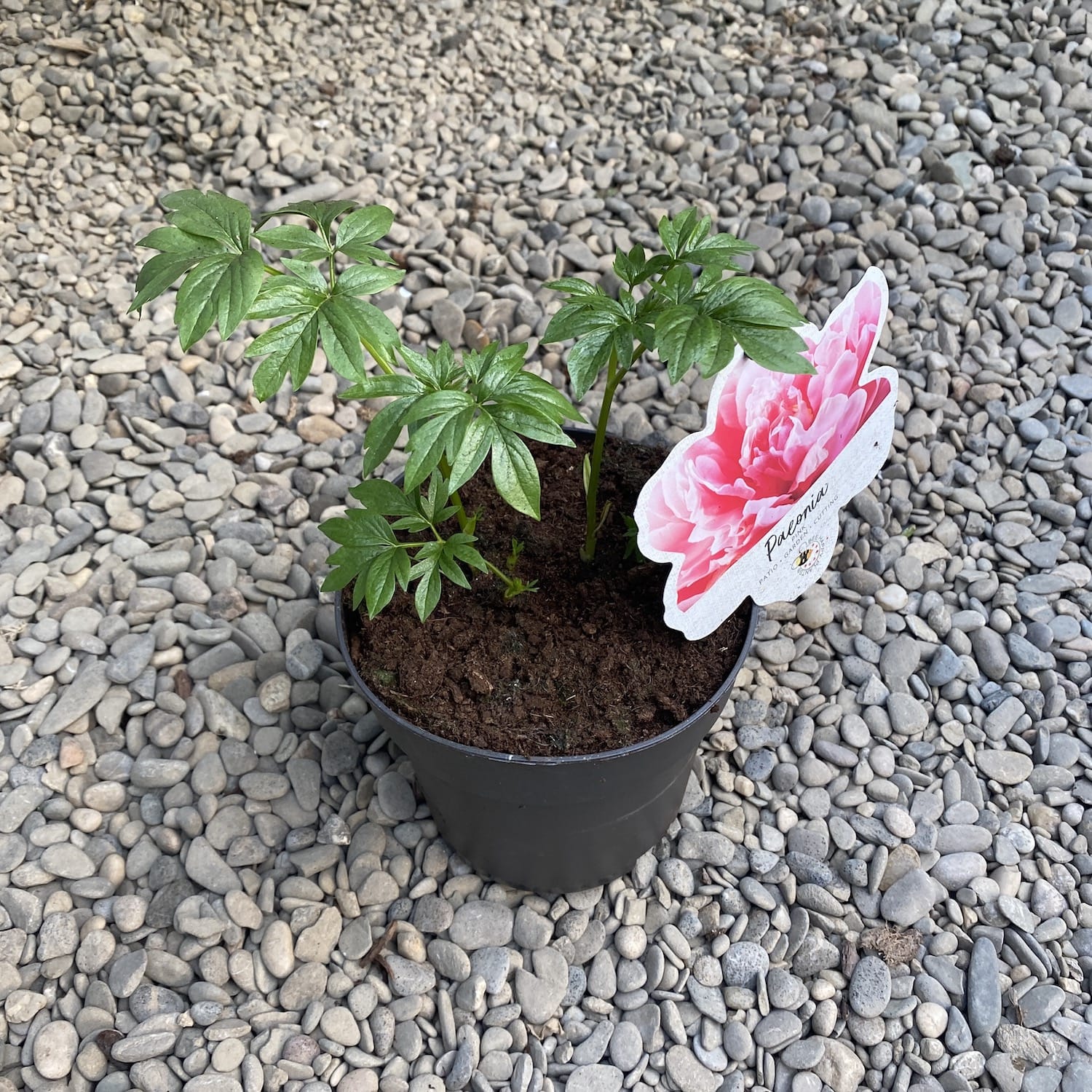 Bujori de gradina parfumati - Paeonia Lactiflora 'Paula Fay'