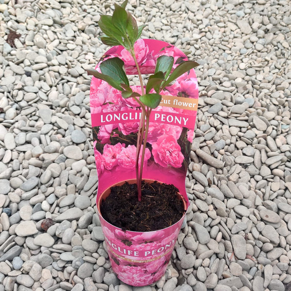 Pink garden peonies, in pots - Paeonia Longlife Pink