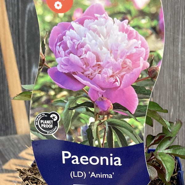 Scented garden peonies - Paeonia (Lactiflora Grp) 'Anima'