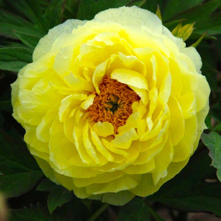 Paeonia suffruticosa 'Hai Huang'