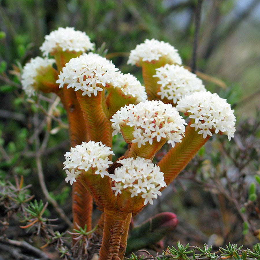 Crassula pyramidalis (Pagoda Mini Jade)
