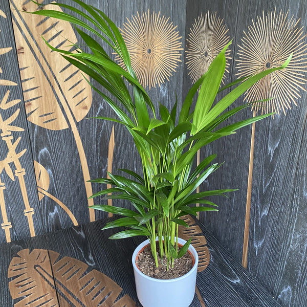 Areca palm - Chrysalidocarpus lutescens H50 cm