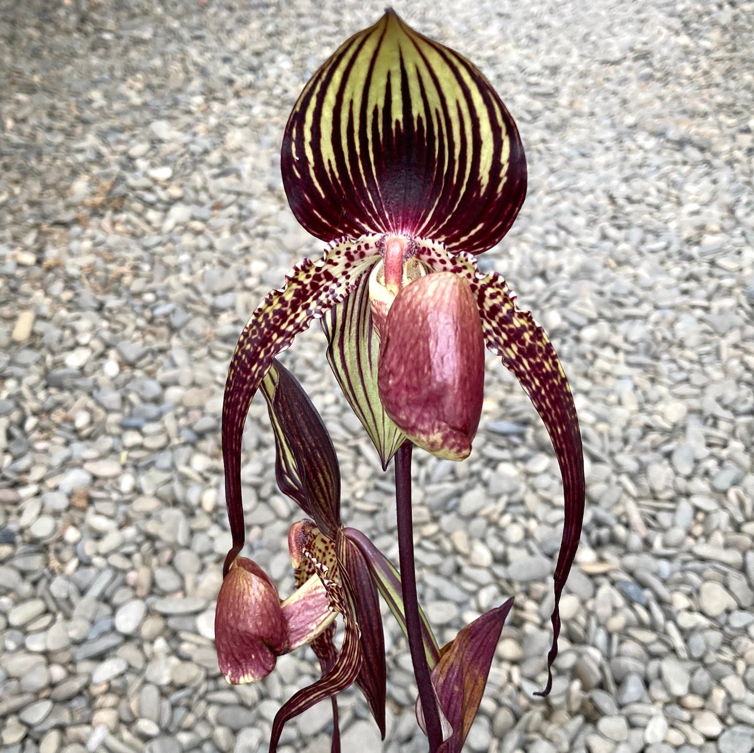 Paphiopedilum Wössner Black Wings