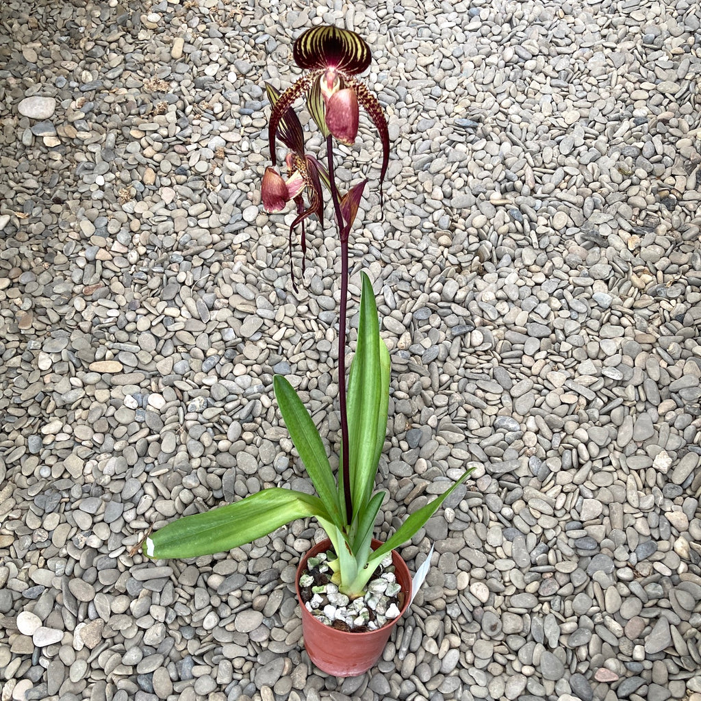 Paphiopedilum Wössner Zwarte Vleugels