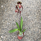 Paphiopedilum Wössner Čierne krídla