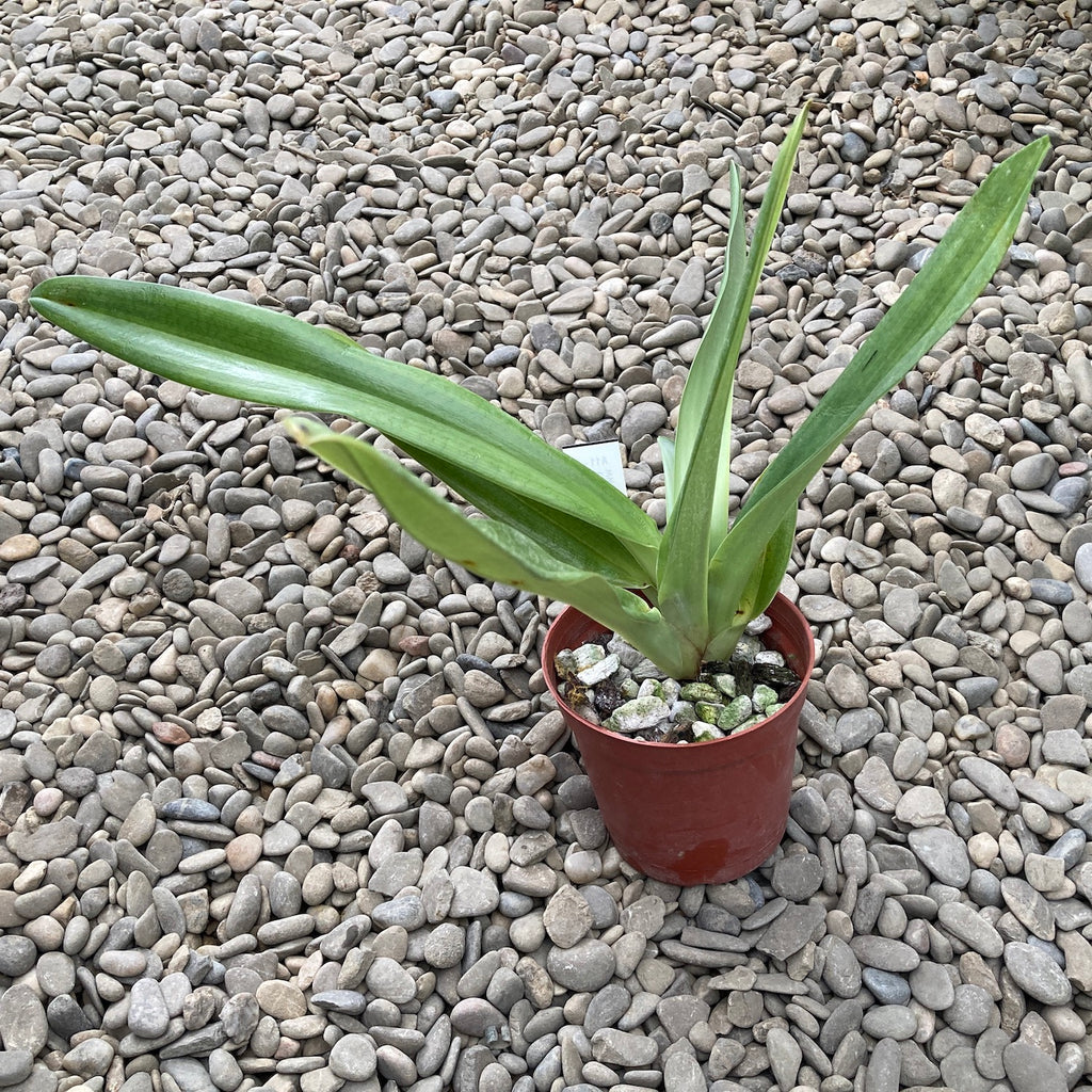 Paphiopedilum Wössner Zwarte Vleugels