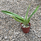 Paphiopedilum Wössner Čierne krídla