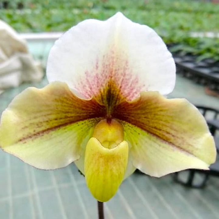 Paphiopedilum niveum × Valwin