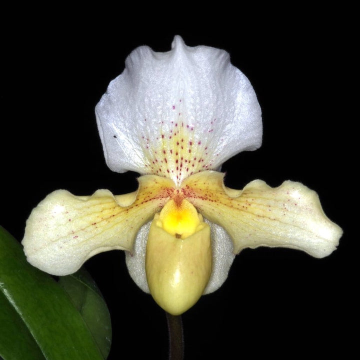 Paphiopedilum Rosy Dawn (Papucul lui Venus)