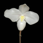 Paphiopedilum Deception II